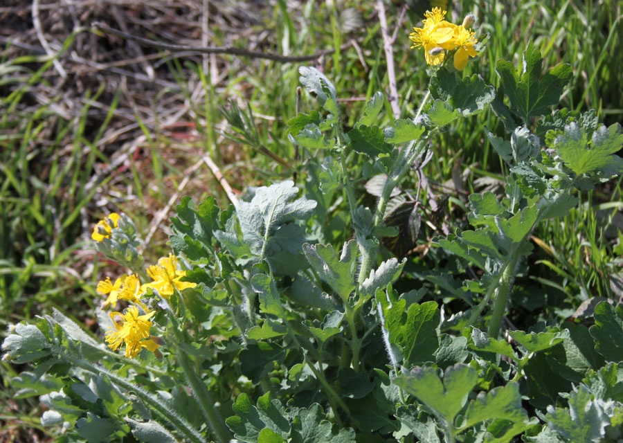 Chelidonium majus L.